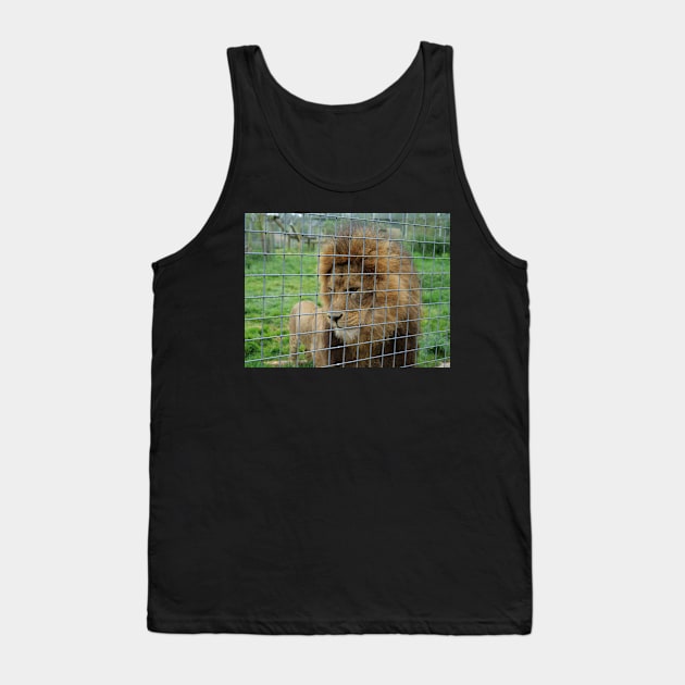 Lion staring at the food in zoo Tank Top by fantastic-designs